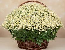 Цветочная композиция из Ромашки в корзине #REPLACE_PRED# Софьино